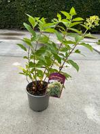 Hortensia Limelight C2 - Prachtige Tuinplant!, Overige soorten, Vaste plant, Ophalen of Verzenden, Halfschaduw