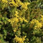 Sedum, Ophalen, Bodembedekkers, Volle zon, Vaste plant