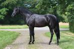 2- jarige hengst v. Mauro Turfhorst D-OC, Gechipt, Dressuurpaard, 0 tot 2 jaar, Hengst