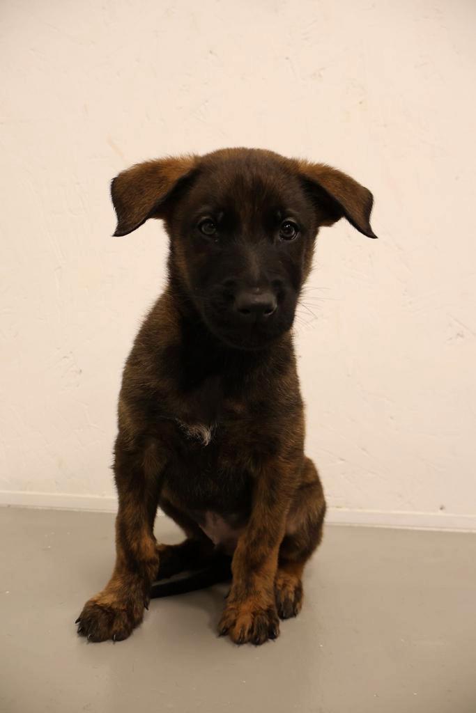 Hollandse herder pup, reu, Dieren en Toebehoren, Honden | Herdershonden en Veedrijvers, Reu, Herder, Particulier, Eén hond, Nederland