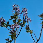 Anna Paulownia Tomentosa zaden, Ophalen of Verzenden, Voorjaar, Volle zon, Zaad