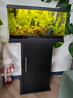 60 cm aquarium compleet met meubel, Dieren en Toebehoren, Vissen | Aquaria en Toebehoren, Ophalen, Zo goed als nieuw, Gevuld zoetwateraquarium