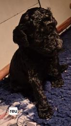Mooie zwarte konings poedel pups, Poedel, 8 tot 15 weken, CDV (hondenziekte), Meerdere