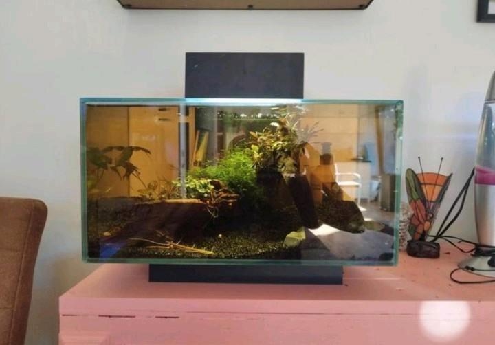 Disign aquarium Fluval edge 23l, Dieren en Toebehoren, Vissen | Aquaria en Toebehoren, Zo goed als nieuw, Gevuld zoetwateraquarium