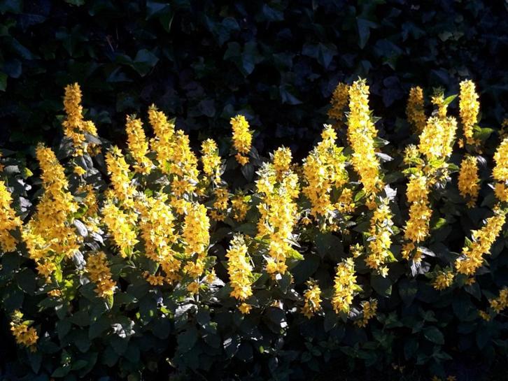 Bijna 1 m² Puntwederik (Lysimachia punctata), Tuin en Terras, Planten | Tuinplanten, Vaste plant, Bodembedekkers, Halfschaduw