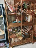 3 super lieve ratjes + kooi en alle toebehoren, Dieren en Toebehoren, Rat, Februari, Mannelijk, Tam