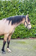 P.R.E. merrie Caramelo CXLIV x Poderio III – valk – 3 jaar, Dieren en Toebehoren, Paarden, Merrie, Minder dan 160 cm, Gechipt