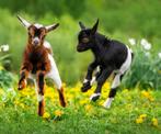 Gezocht alle soorten geiten en bokken, Dieren en Toebehoren, Schapen, Geiten en Varkens, Geslacht onbekend, Geit