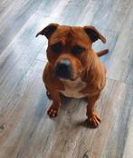 Pitbull SPOED GEZOCHT naar een gouden mandje., 6 jaar of ouder, Jack Russell Terriër, Reu, Eén hond