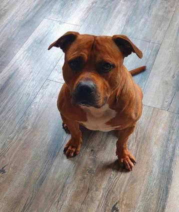 Pitbull SPOED GEZOCHT naar een gouden mandje. beschikbaar voor biedingen