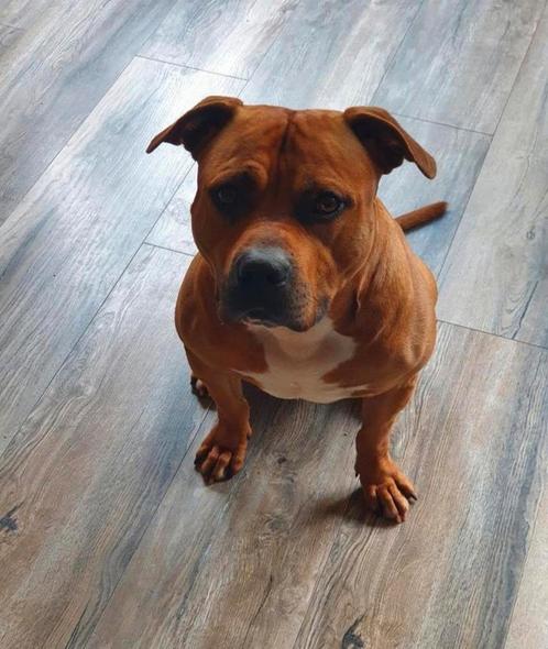 Pitbull SPOED GEZOCHT naar een gouden mandje., Dieren en Toebehoren, Honden | Jack Russells en Terriërs, Reu, Jack Russell Terriër