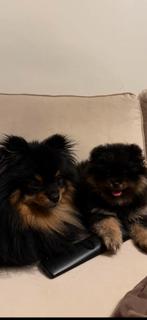 Reutje black and tan pomeranian pomeriaan dwergkees  10wk, Keeshond, Reu, 8 tot 15 weken, Eén hond