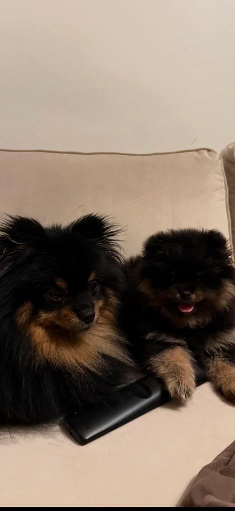 Reutje black and tan pomeranian pomeriaan dwergkees  10wk, Dieren en Toebehoren, Honden | Poolhonden, Keeshonden en Oertypen, Reu