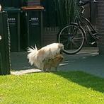 Dekreutje, Dieren en Toebehoren, Honden | Chihuahua's en Gezelschapshonden, Rabiës (hondsdolheid), Reu, 1 tot 2 jaar, Eén hond