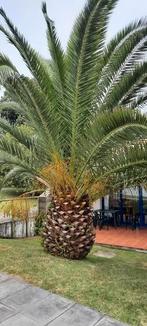 Makkelijk kiemende palmboom zaden, Tuin en Terras, Bloembollen en Zaden, Voorjaar, Ophalen, Zaad, Volle zon