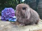 Raszuiver minilop hangoor dwerg voedstertje Choco bruin, Dieren en Toebehoren, Konijnen, Vrouwelijk, Dwerg, Hangoor