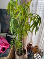 Bamboe Plant - Bambusa Vulgaris, Ophalen, Overige soorten, Halfschaduw, In pot