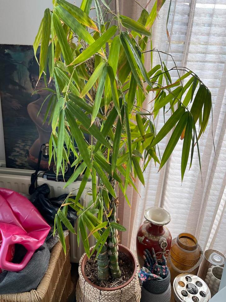 Bamboe Plant - Bambusa Vulgaris, Huis en Inrichting, Kamerplanten, Overige soorten, Minder dan 100 cm, Groene kamerplant, Halfschaduw
