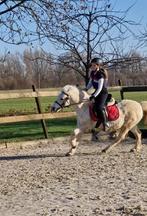 Verzorgpony gezocht, Lent, Nijmegen, Bemmel, Dieren en Toebehoren, Ophalen of Verzenden, Zo goed als nieuw