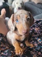 Nestje merle / dapple teckel pups verwacht begin Oktober, Dieren en Toebehoren, Honden | Teckels en Dashonden, Standaard, CDV (hondenziekte)