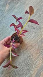 Kamerplant | Vaderplant / Tradescantia, Ophalen, Overige soorten, Halfschaduw, In pot