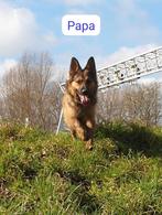 Puppy, Dieren en Toebehoren, Honden | Niet-rashonden, CDV (hondenziekte), 8 tot 15 weken, Meerdere, Meerdere dieren