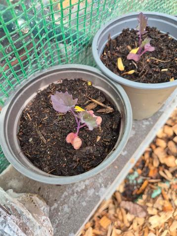 Bloemkool scarlet 1 plantje beschikbaar voor biedingen