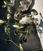 Alocasia frydek variegata plantjes, Ophalen of Verzenden, Overige soorten, Minder dan 100 cm