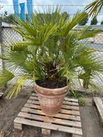 Diverse plant / boomarrangementen complete sets planten, Ophalen