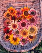 Biologisch dynamische mengeling zonnebloemen zalm roze bruin, Ophalen of Verzenden, Voorjaar, Volle zon, Zaad