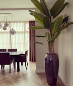 Grote Bananenboom - ca. 250 cm hoog, Huis en Inrichting, Kamerplanten, Ophalen, 200 cm of meer, Overige soorten, Halfschaduw