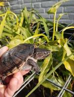 Enkele Muskusschildpadden kleinblijvende muskus schildpadden, Dieren en Toebehoren, Reptielen en Amfibieën, Schildpad, 0 tot 2 jaar