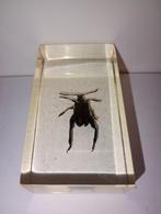 insect in epoxy hars 04, Ophalen of Verzenden, Nieuw, Insect, Beeldje of Figuurtje