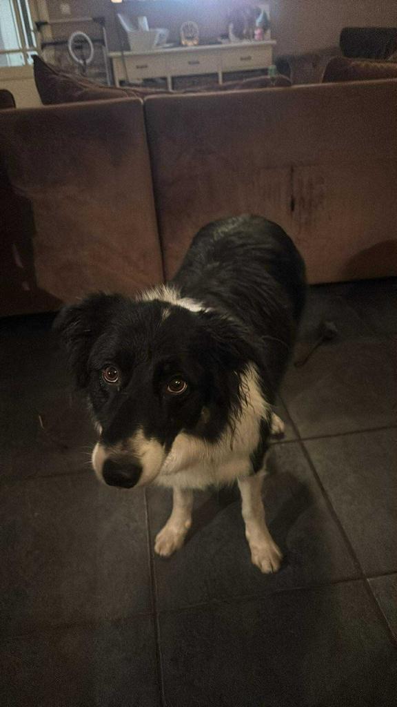 Logeeropvang, Diensten en Vakmensen, Dieren | Honden | Verzorging, Oppas en Les