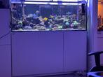 Redsea 525 XL aquarium zoutwater of zoetwater, Dieren en Toebehoren, Vissen | Aquaria en Toebehoren, Ophalen, Leeg aquarium