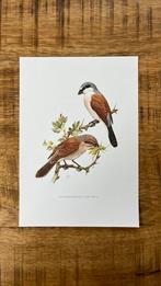 Grauwe klauwier vogel print, Minder dan 50 cm, Print, Minder dan 50 cm, Ophalen of Verzenden
