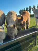 2 alpaca’s, Dieren en Toebehoren, Schapen, Geiten en Varkens, Vrouwelijk, Varken, 3 tot 5 jaar