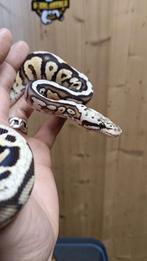 0.1. Koningspython - Ballpython - Python Regius, Dieren en Toebehoren, Reptielen en Amfibieën, Slang, 0 tot 2 jaar
