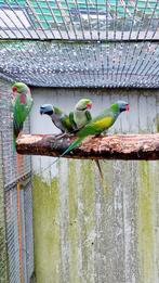 koppel Derbyans, Derbyanparkieten (2018), Dieren en Toebehoren, Vogels | Parkieten en Papegaaien, Meerdere dieren, Parkiet, Geringd