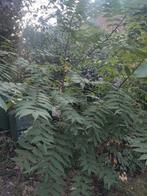 2x zwarte walnoot / californische walnoot, Tuin en Terras, Planten | Bomen, Overige soorten, Lente, 100 tot 250 cm, Ophalen