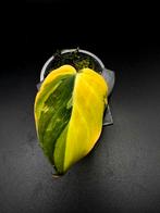 Philodendron Micans Variegata, Ophalen of Verzenden, Halfschaduw, Minder dan 100 cm