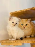 Lieve Ragdoll kittens, Dieren en Toebehoren, Katten en Kittens | Overige Katten, Meerdere dieren