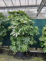 Vingerplant Fatsia Japonica meerstammig H. 250cm aanbieding!, Vaste plant, Halfschaduw, Winter, Ophalen