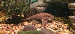 Algeneter pleco tussen 10 / 15 cm, Dieren en Toebehoren, Vis, Zoetwatervis