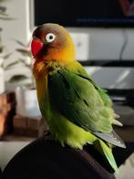 Agapornis fischeri (dwergpapegaai), Vrouwelijk, Dwergpapegaai of Agapornis, Tam