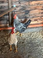 Jongen hanen groot ras, Dieren en Toebehoren, Mannelijk, Kip