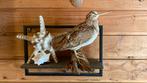 Opgezette vogel taxidermie mancave, Ophalen of Verzenden, Zo goed als nieuw, Beeldje of Figuurtje