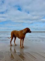 Lieve rhodesian ridgeback Jacky zoekt een liefdevol huisje.., Dieren en Toebehoren, Honden | Beagles, Bassets en Lopende honden