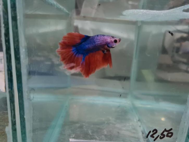 Betta splendens super delta kempvis man, Dieren en Toebehoren, Vissen | Aquariumvissen, Zoetwatervis, Vis