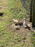 13 Broedeieren Twentse landganzen, Dieren en Toebehoren, Pluimvee, Geslacht onbekend, Gans of Zwaan